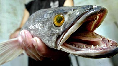 Ikan Paling Berbahaya Di Dunia