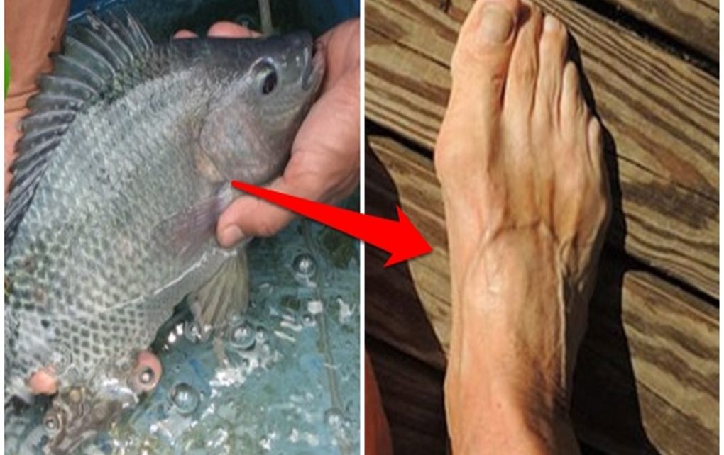 Tiga Ikan Ini Nyatanya Berbahaya Bagi Kesehatan