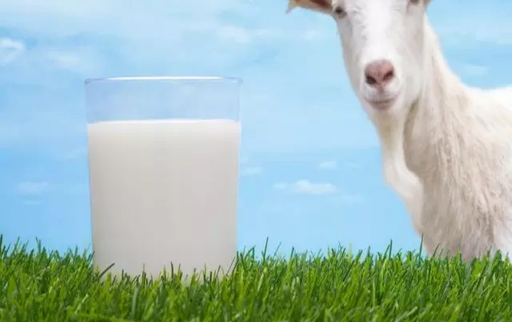 5 Manfaat Susu Kambing Etawa bagi Kesehatan yang Jarang Diketahui
