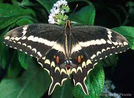 Schaus swallowtail - Heraclides aristodemus ponceanus (Schaus)