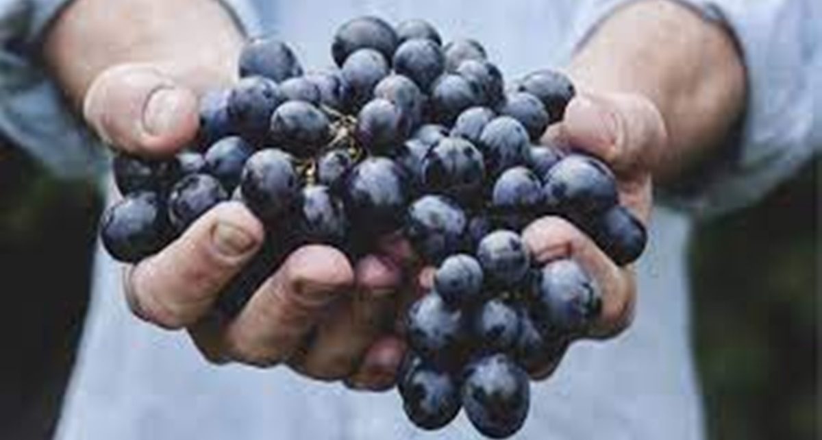 10 Manfaat Anggur Hitam untuk Kesehatan, Turunkan Risiko Diabetes